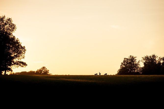 Evening Wildlife Safari Stockholm