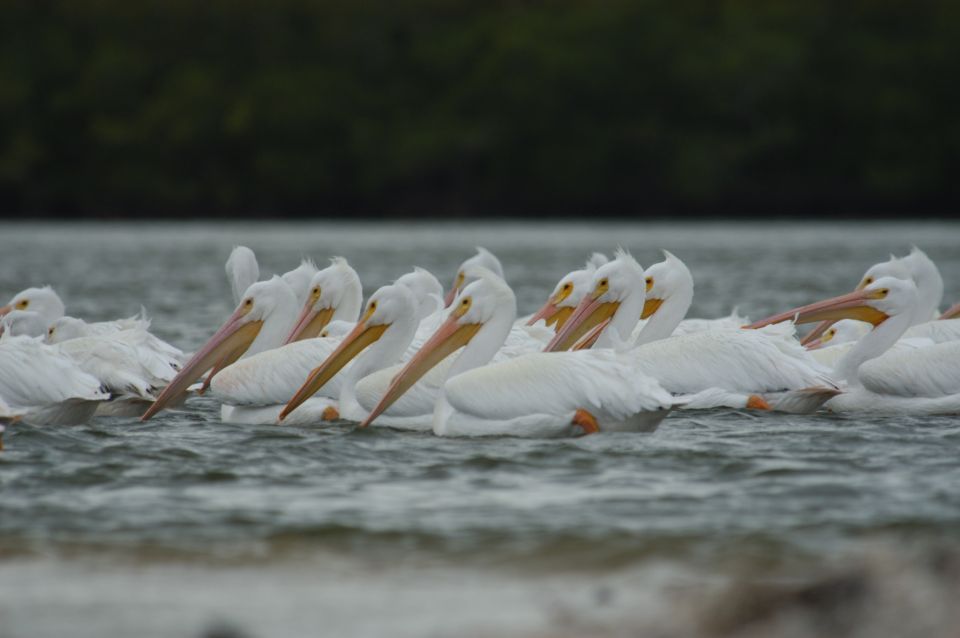 Everglades: Birding, Wildlife, and Photography Expedition