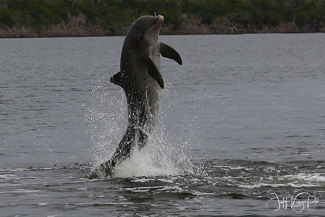 Everglades National Park Dolphin, Birding and Wildlife Boat Tour (2 Hours)