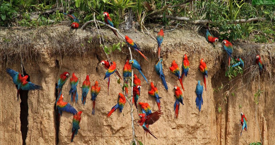 Excursion to the Chuncho Clay Lick for Parrots and Macaws.