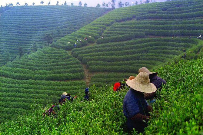 Experience Chengdu: Private Tea-Making Day Tour of Mengdingshan Tea Plantation