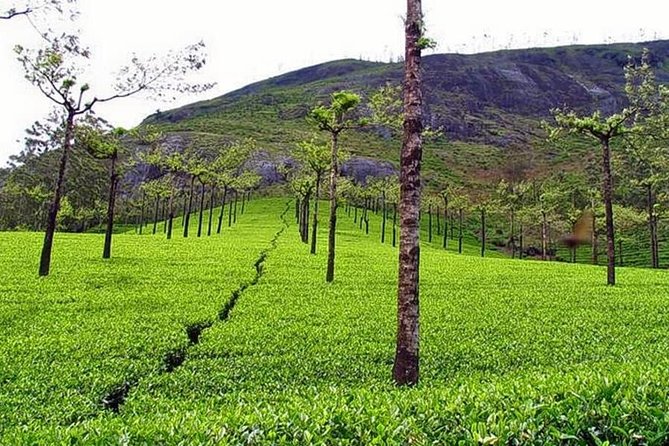 Explore Munnar Day Trip From Cochin ( By Munnar Info)