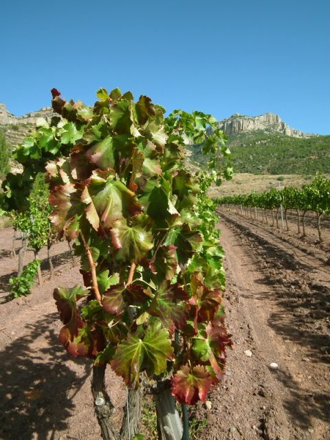 Falset: Guided Wine Tour to the Priorat by a Local