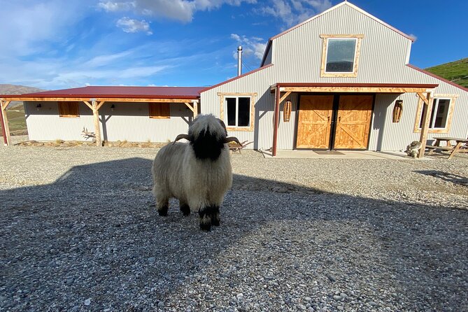 Farm Tour With the Cutest Sheep in the World in Cromwell 9384 - Location and Meeting Point