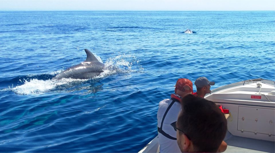 Faro: Dolphin and Marine Life Watching Boat Tour