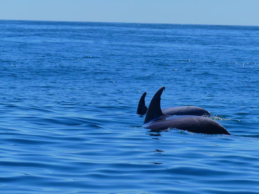 Faro: Dolphin and Wildlife Watching in the Atlantic Ocean