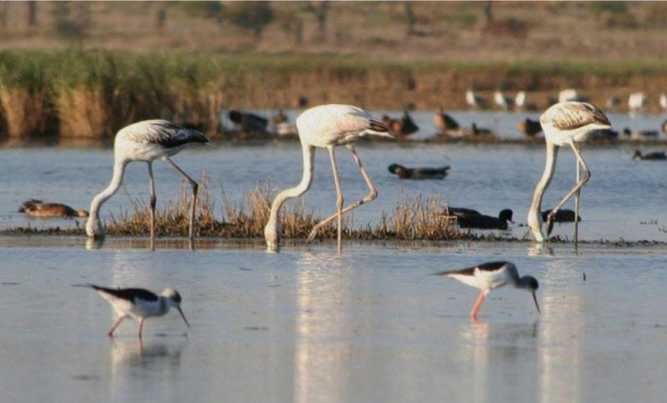 Faro: Ria Formosa Guided Sunset Tour by Catamaran - Tour Overview