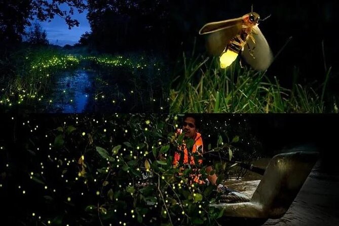 Fireflies & Silver Leaf Monkey Gazing Tour - Overview of the Tour