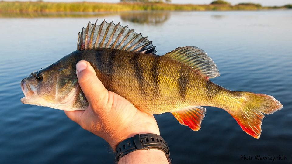 Fishing Guide Southtyrol-Trento: Pike, Perch, Trout