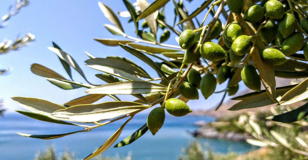 Five Days of Culinary Exploration in Laconias Peloponnese