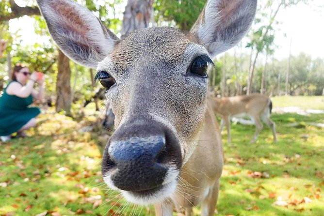 Florida Keys Nature & History Tour From Key West