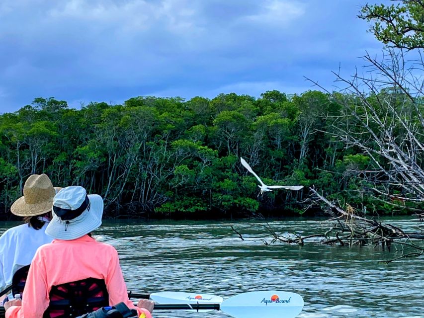 Fort Pierce: 4-hr Mangroves & Dolphin Watch Sandbar in FL - Overview of Activity