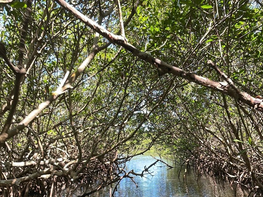 Fort Pierce: 6-hr Mangroves, Coastal Rivers & Wildlife in FL - Trip Details