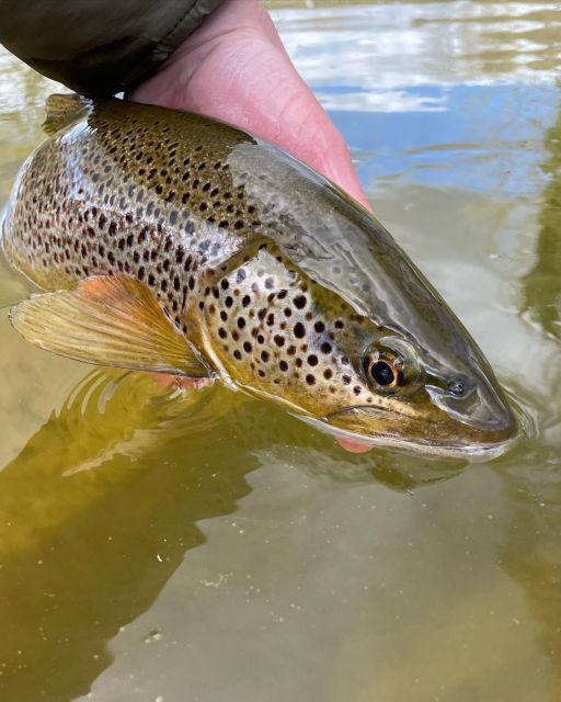 Freestone Guiding: Guided Flyfishing for Wild Brown Trout