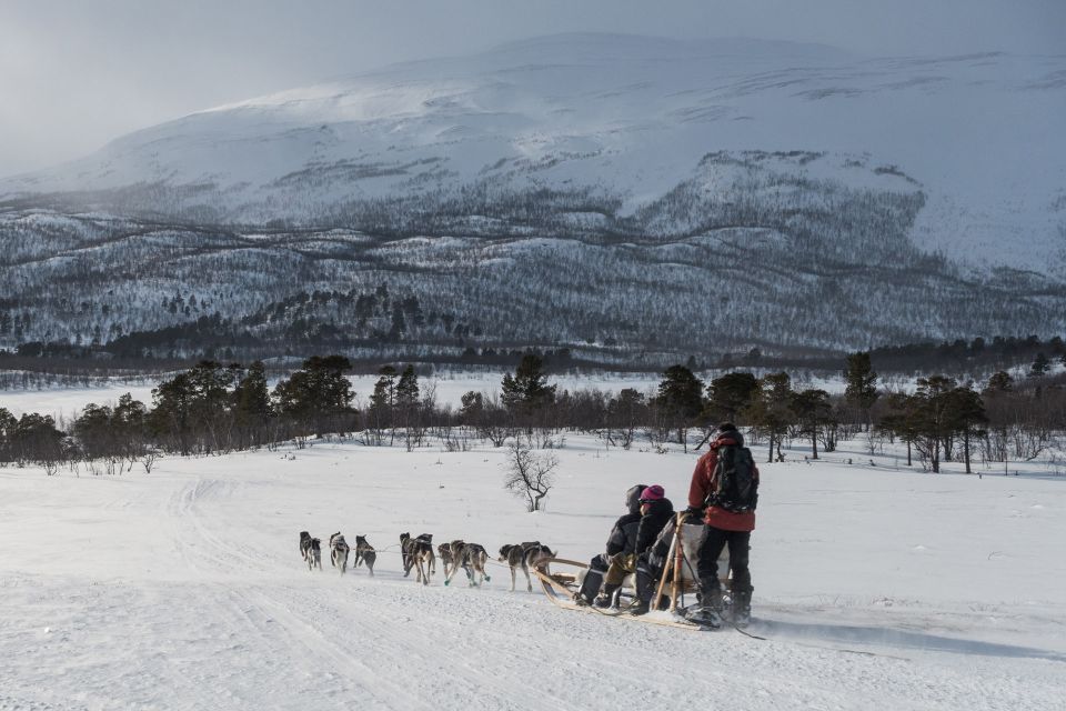 From Abisko: Dog Sledding Excursion to Kiruna With Fika