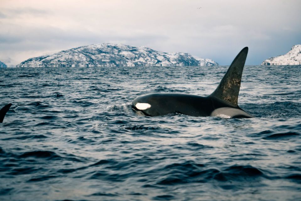 From Alta: Fjord & Whale Adventure - Overview of the Fjord Adventure