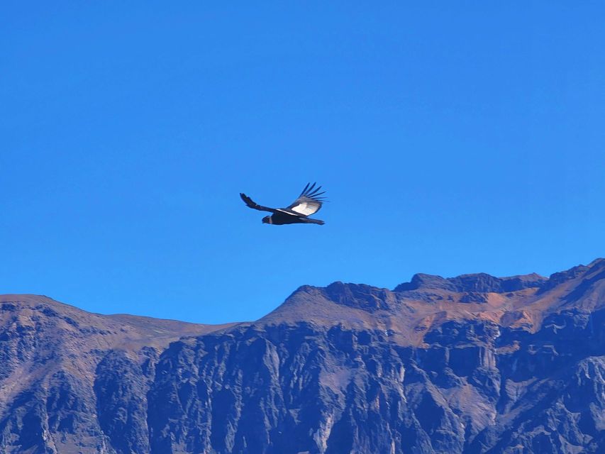 From Arequipa: 2 Day Tour Colca Canyon Ending in Puno