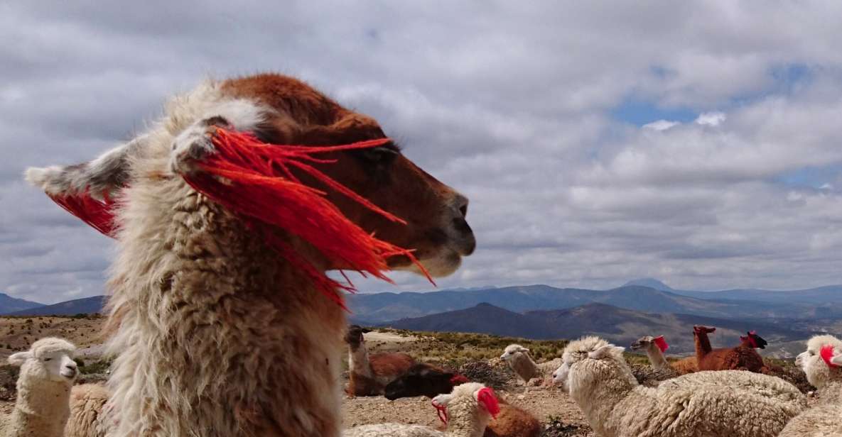 From Arequipa: Colca Canyon 2-Day Tour