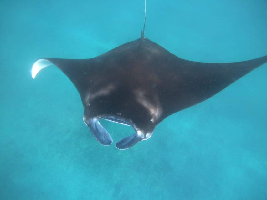 From Bali: Manta Ray Tour in Nusa Lembongan and Nusa Penida