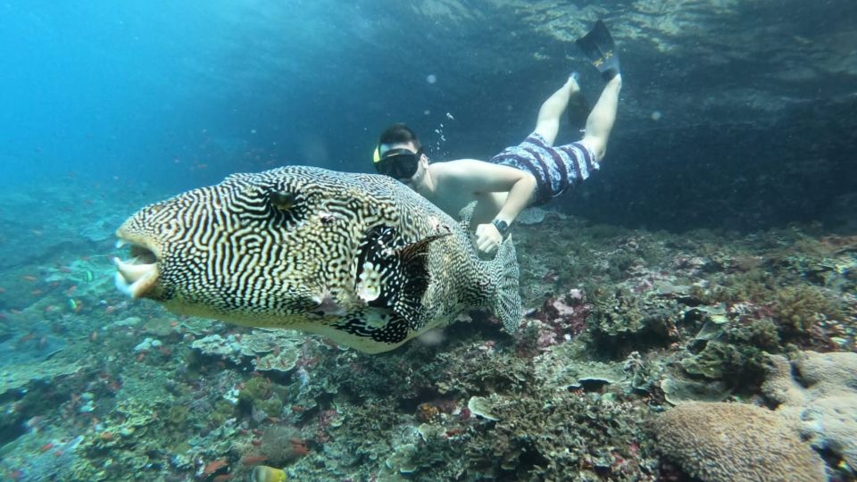 From Bali: Nusa Lembongan Snorkeling, Mangrove and Land Tours