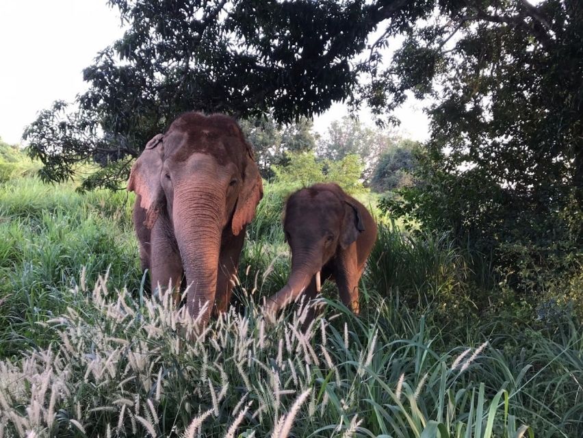 From Bangkok: Pattaya Ethical Elephant Sanctuary Day Trip