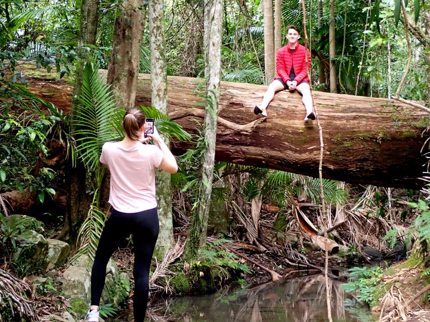 From Brisbane: Maiala Rainforest Private Tour