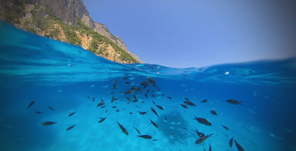 From Cala Gonone: Gulf of Orosei Speedboat Trip and Aperitif