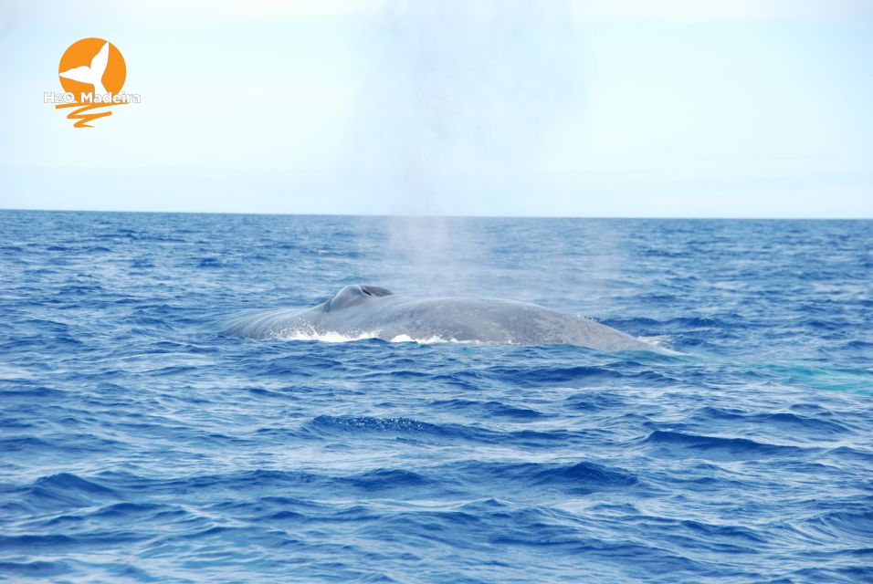 From Calheta: Whale and Dolphin Watching RIB Boat Tour - Tour Overview