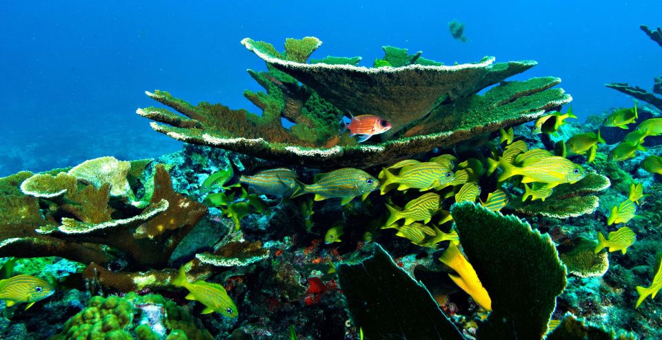 From Cancun and Riviera Maya: Cozumel Snorkeling Tour