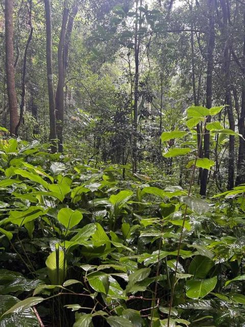 From Chiang Mai: Doi Saket Hiking Tour With Lunch - Tour Overview