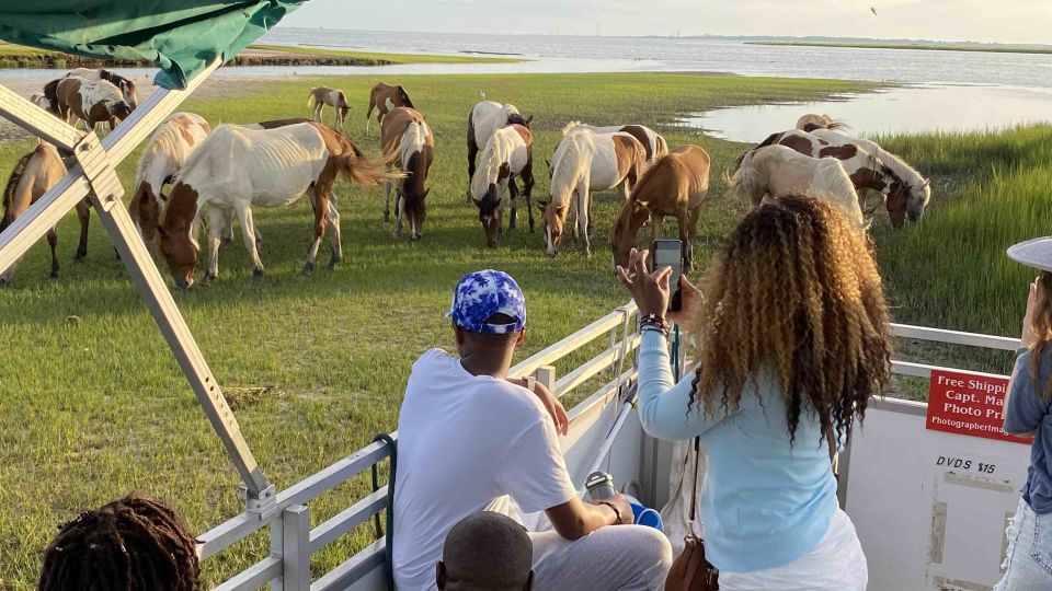 From Chincoteague Island: Assateague Island Boat Tour