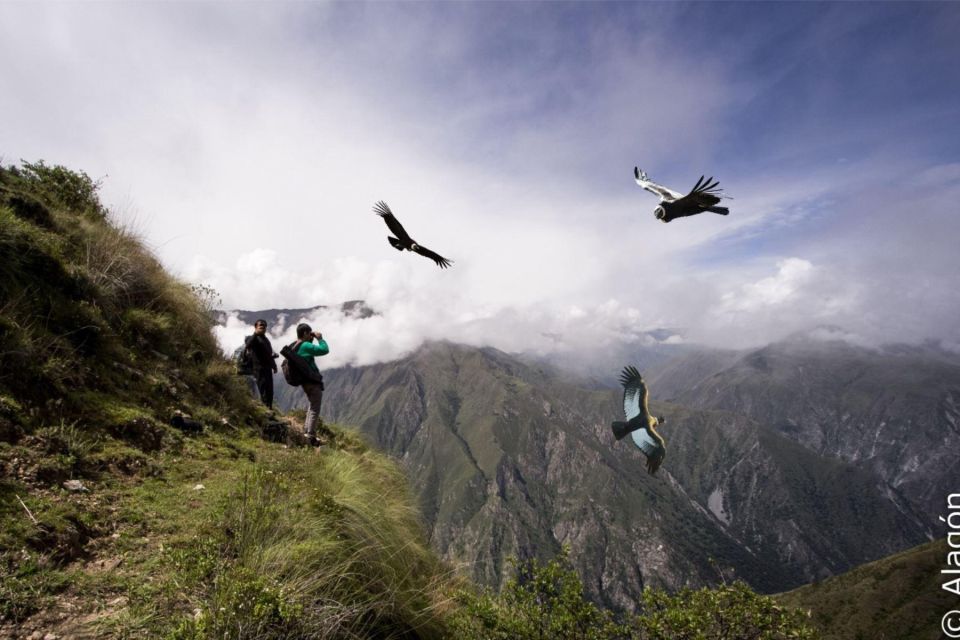 From Cusco: Condor Sighting in Chonta