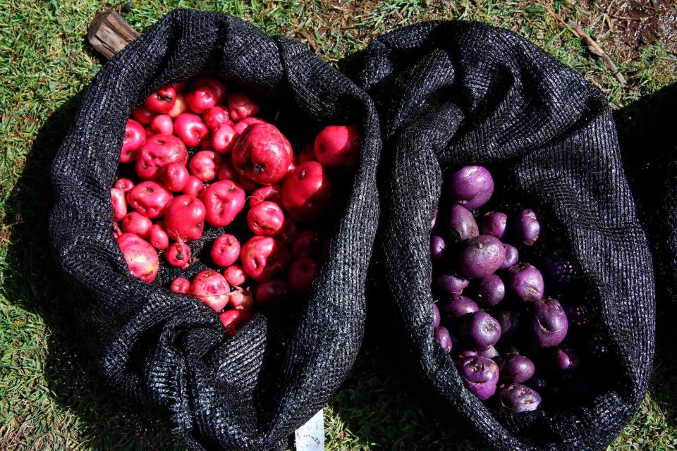 From Cusco: Indigenous Potato Farm Cultural Experience