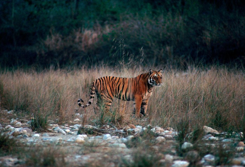 From Delhi: 3-Day Jim Corbett National Park Private Safari