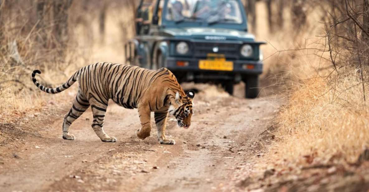 From Delhi: 4-Day Golden Triangle & Ranthambore Tiger Safari - Tour Overview