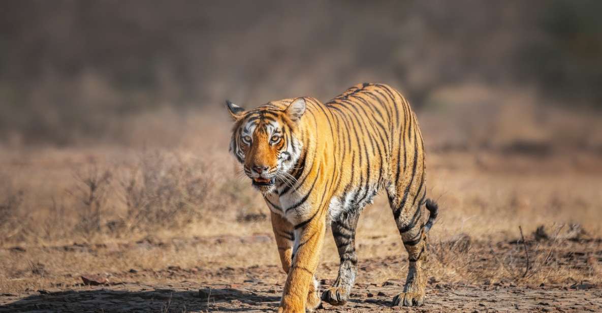 From Delhi: 4-Day Golden Triangle & Ranthambore Tiger Safari