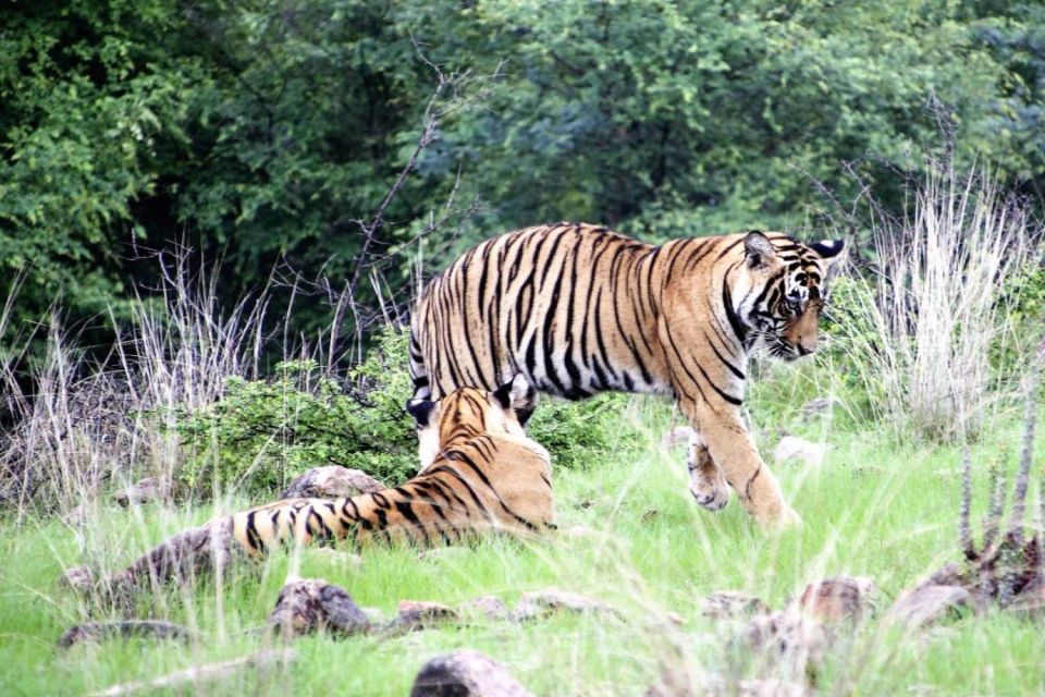 From Delhi: 4 Day Golden Triangle & Ranthambore Tiger Safari - Tour Overview