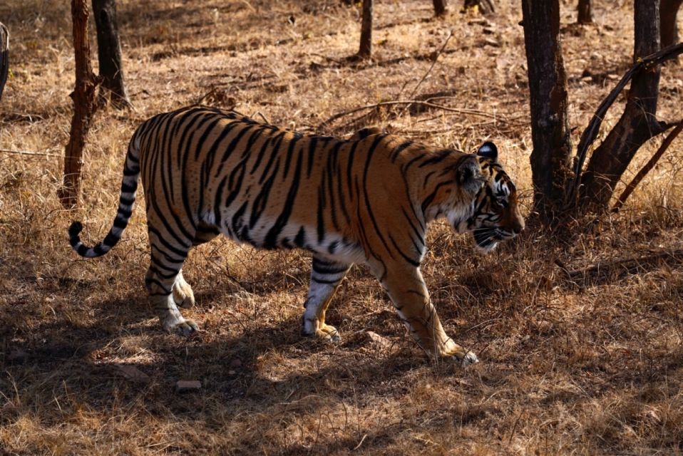 From Delhi: 5 Day Golden Triangle & Ranthambore Tiger Safari - Daily Itinerary Breakdown