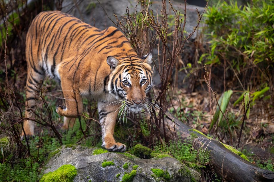 From Delhi: 5-Day Tiger Safari & Golden Triangle Tour