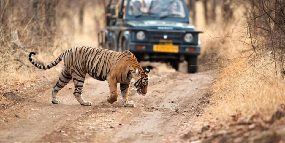 From Delhi: 6 Days Golden Triangle Tour With Ranthambore - Tour Overview and Pricing