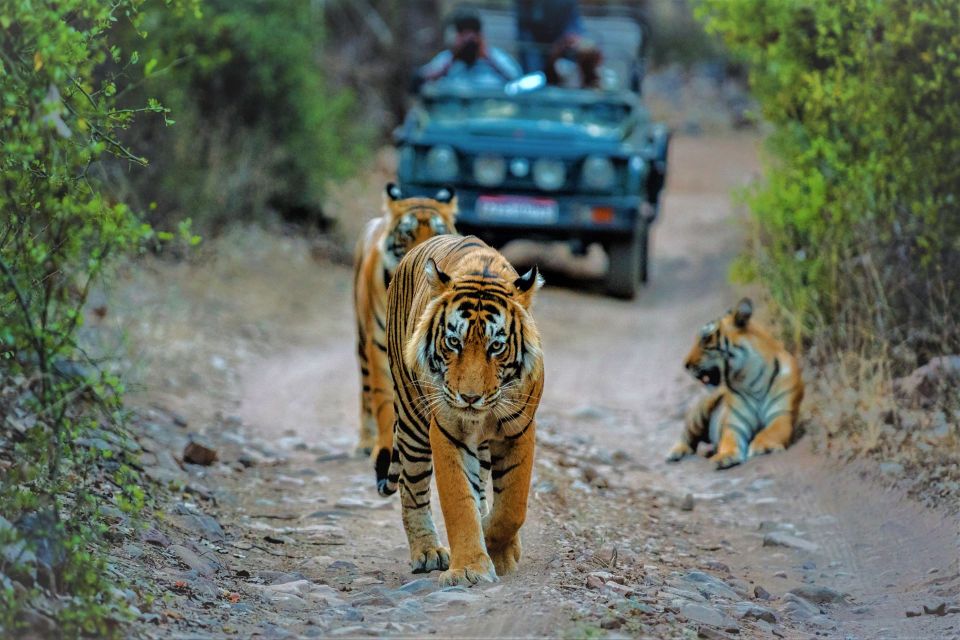 From Delhi: Agra, Jaipur With Tiger Jungle Safari