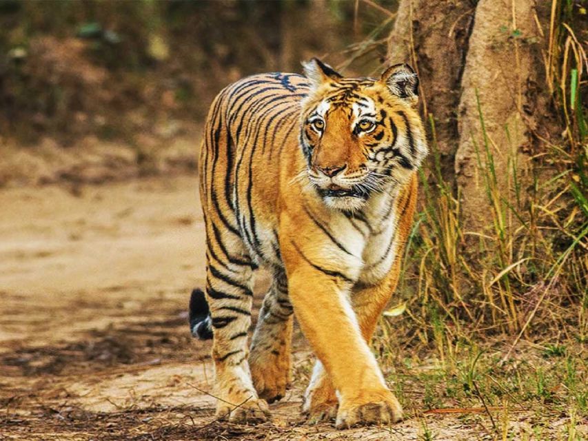 From Delhi: Jim Corbett National Park Tour by Car - Tour Overview and Pricing