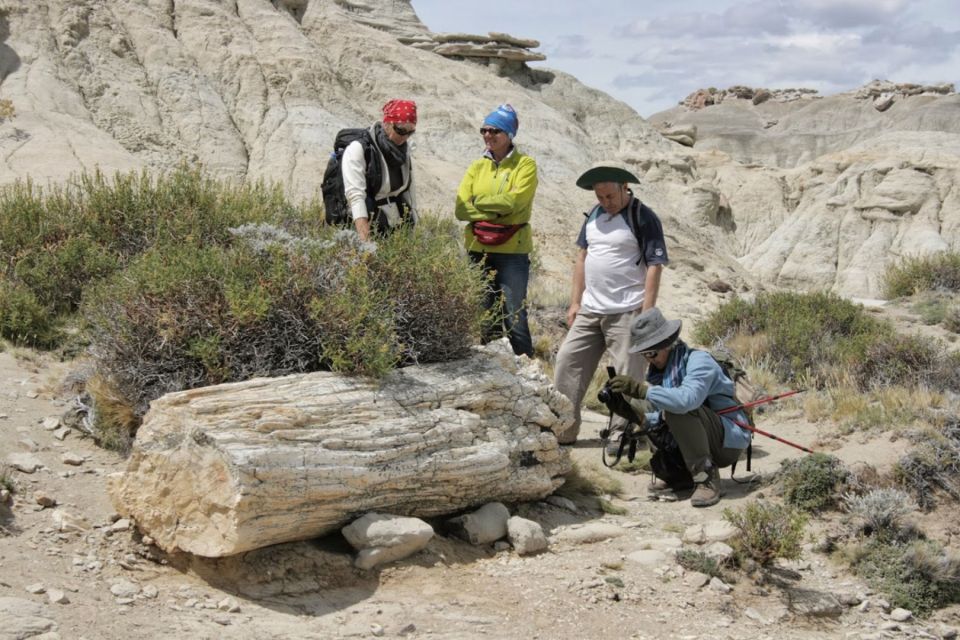 From El Calafate: La Leona Petrified Forest Day Trip - Trip Overview and Pricing