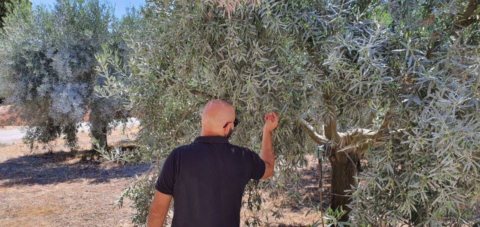 From Faro: Private Olive Oil Mill Tour With Tasting & Lunch