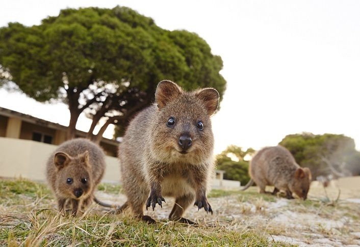 From Fremantle: Rottnest Island Ferry and Bike Day Tour