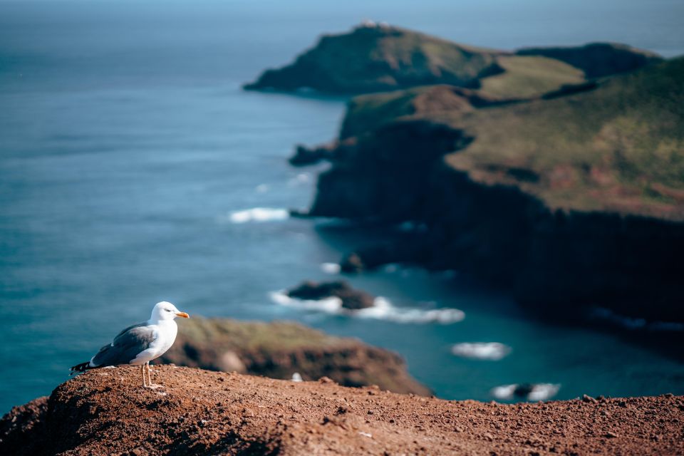 From Funchal: Transfer to Ponta De São Lourenço/ Caniçal