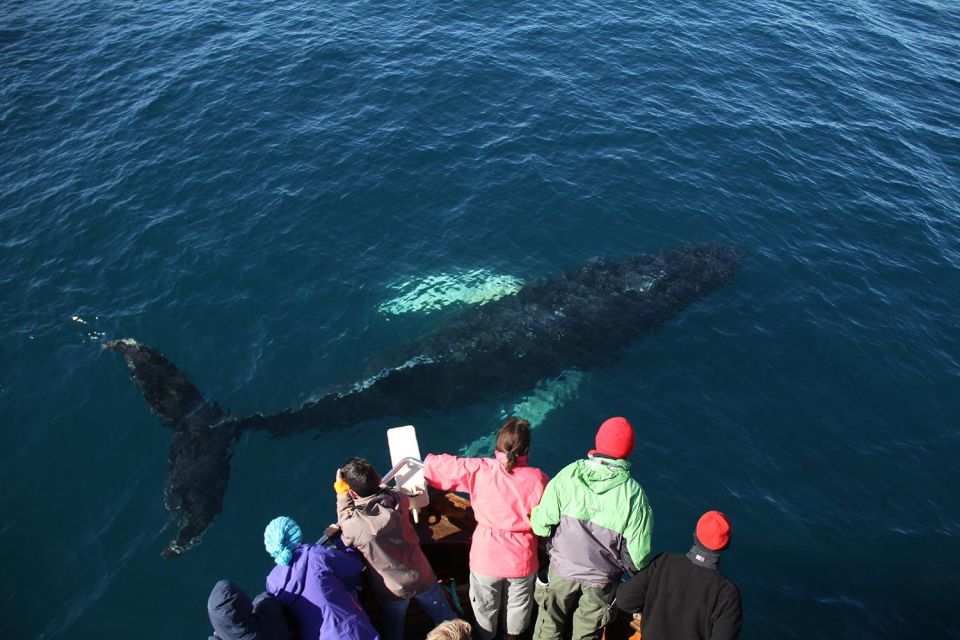 From Húsavík: Traditional Whale Watching Tour