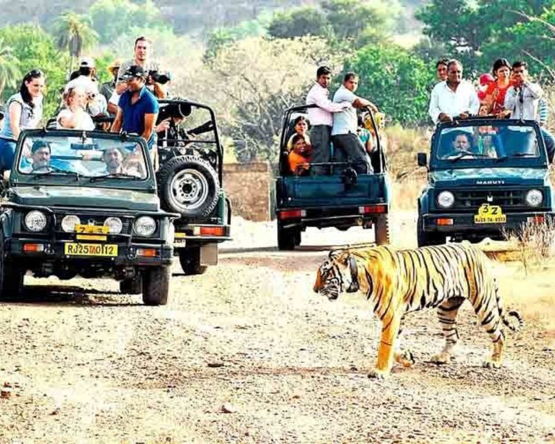 From Jaipur: Guided Ranthambore Tour With Cab