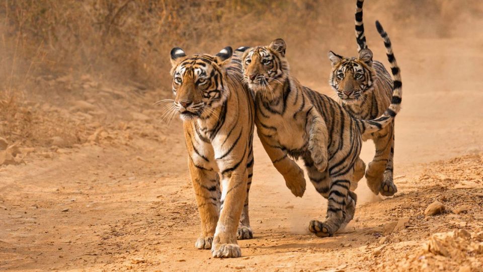 From Jaipur: Private Ranthambore Day Trip With Tiger Safari