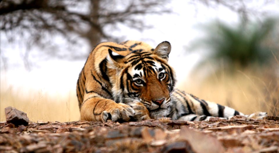 From Jaipur:Ultimate Jaipur to Ranthambore Jeep Safari Tour